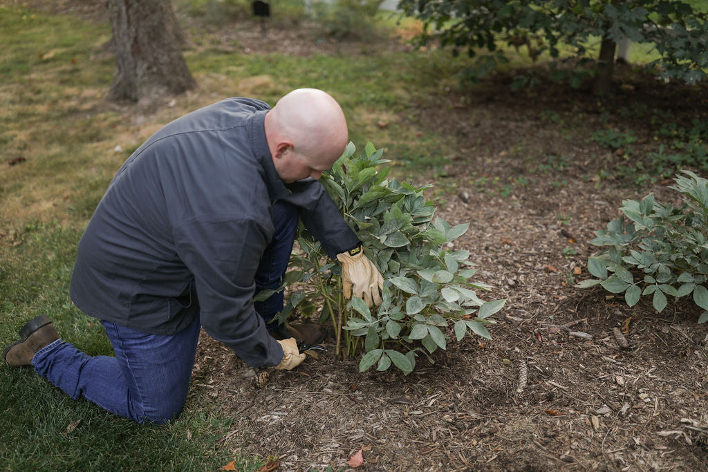 When Should You Cut Back a Peony? Wait for Fall