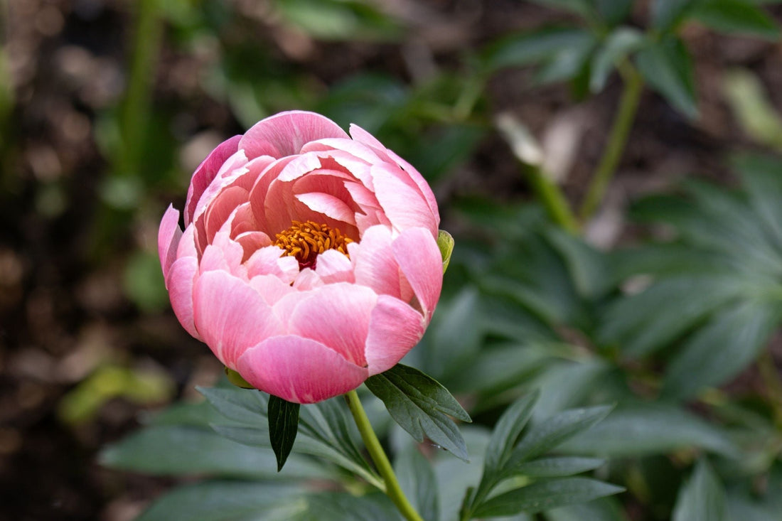 When Should You Plant a Peony Root? Fall, and Here's Why