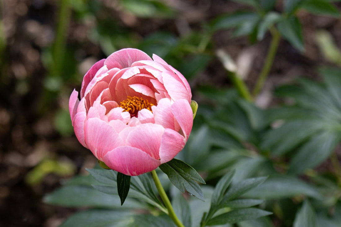 When Should You Plant a Peony Root? Fall, and Here's Why