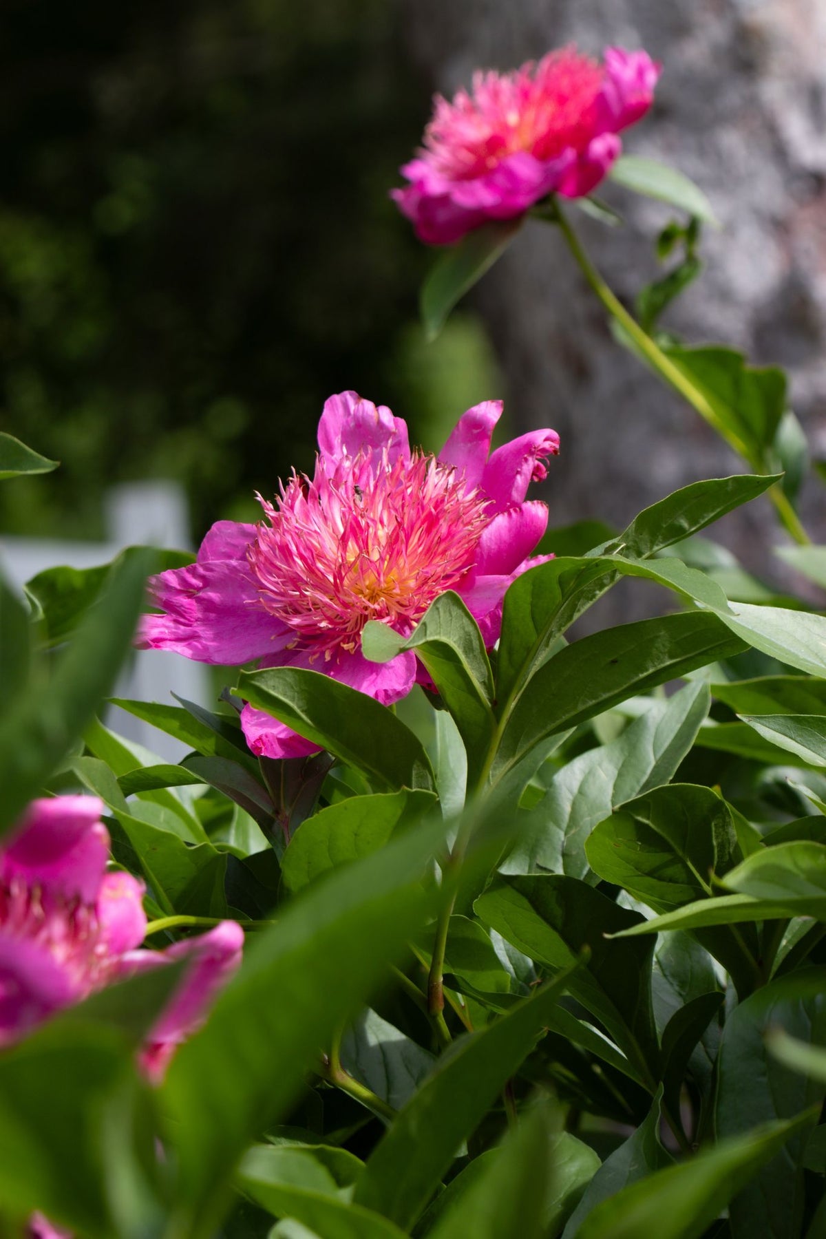 Where to Plant a Peony: 5 Things to Get Right Before You Dig