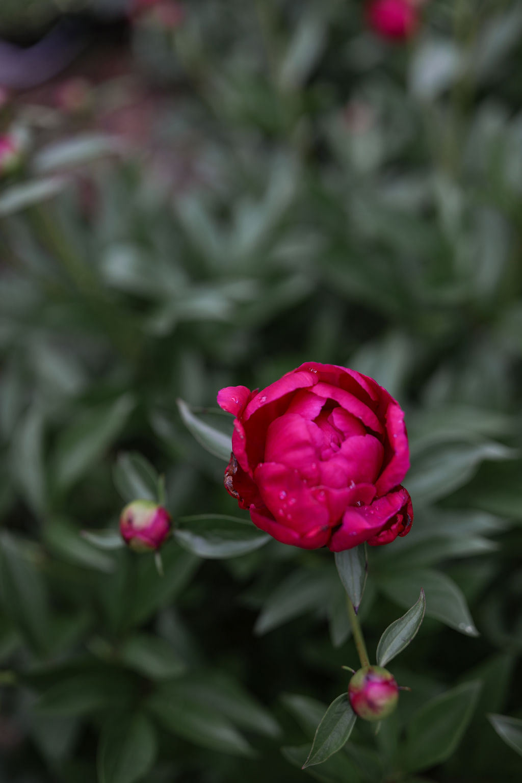 Why Didn't My Peony Bloom? 6 Reasons and What to Do About Each