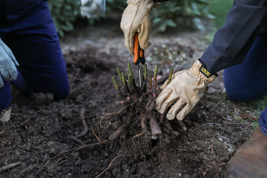 Can You Move, Divide, and Share a Peony? Yes! Here's When and How