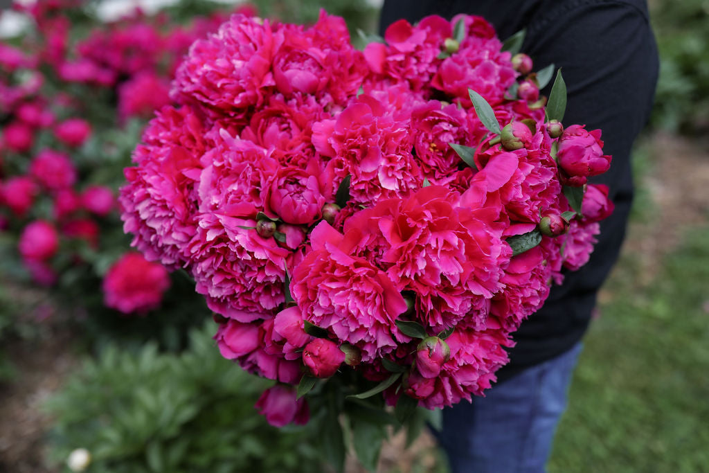 The Peony Of the Year | Grover Cleveland 3/5 Bare Peony Root