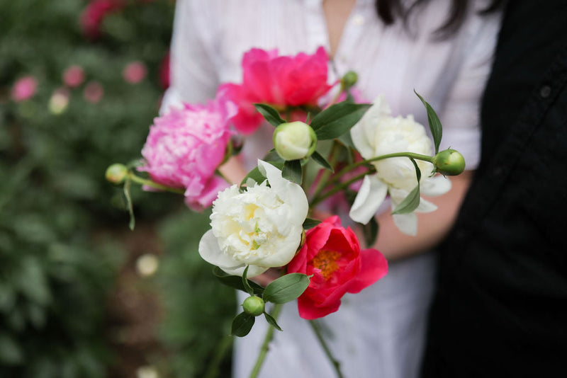 The 1000 Peonies Proposal Root Set & Root Gift
