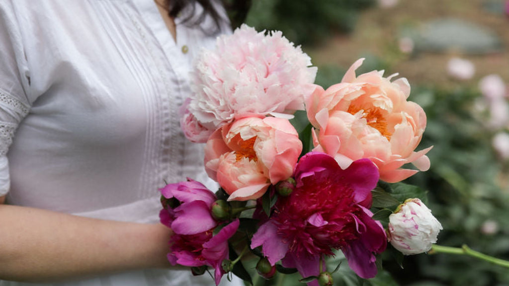 The Vibrant Cottage Peony Collection