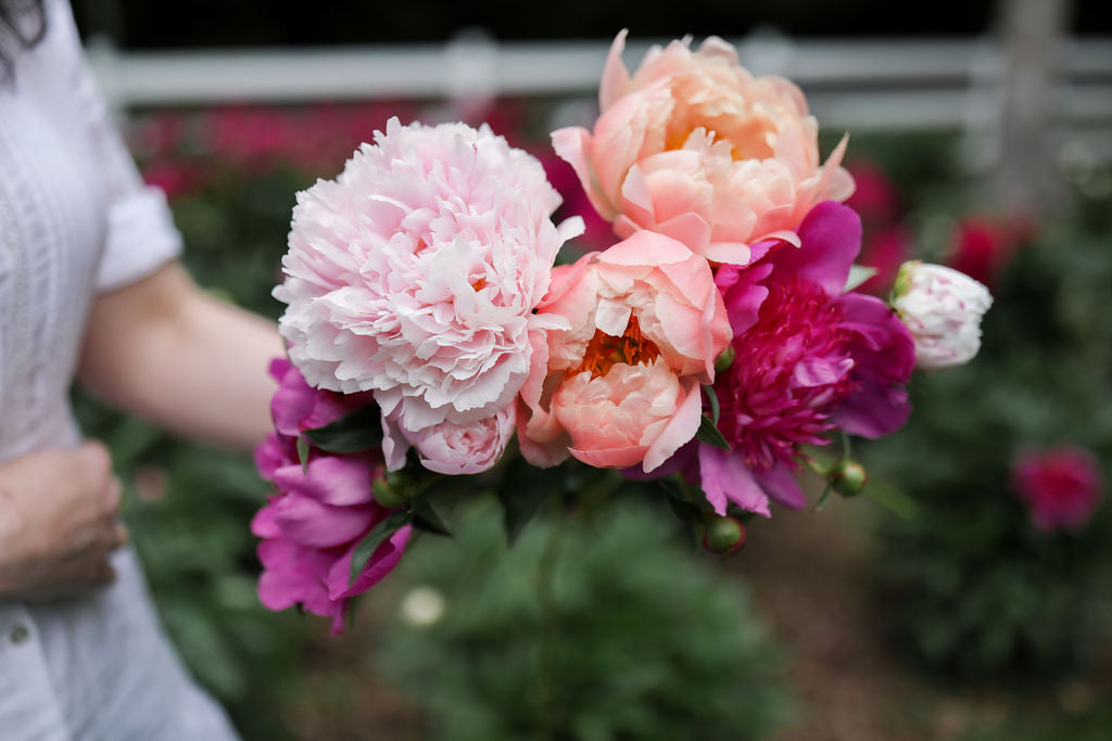 The Peony Story Collection | 3 Peony Root Sets