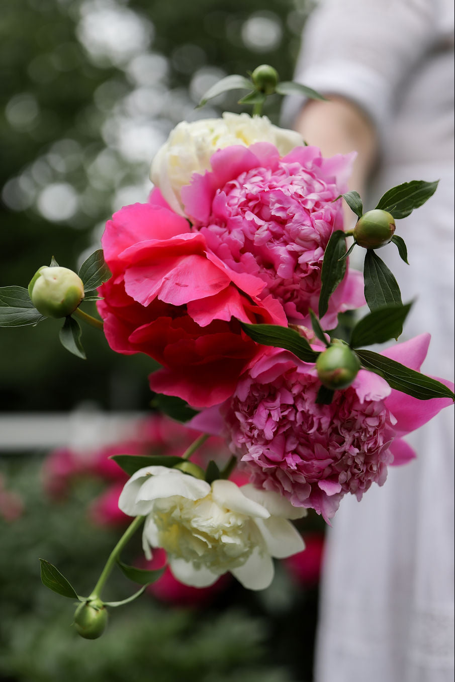 Bouquet of pink and white peonies held by a person with a blurred natural background