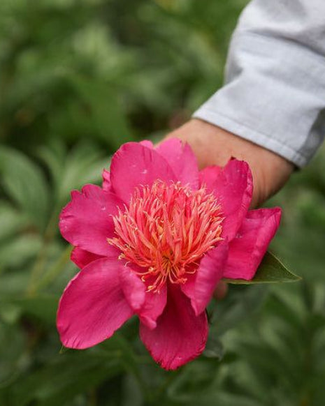 Man holding a Leslie Peck pink and peach peony bloom in Adoration Peony garden
