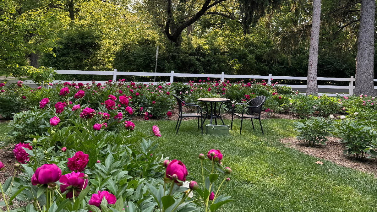 View of a large peony garden in bloom at Adoration Peony Garden