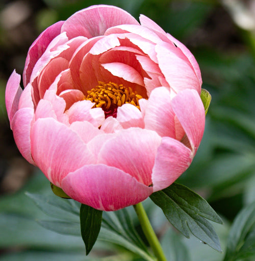Close-up of a pink peony flower with a blurred green background