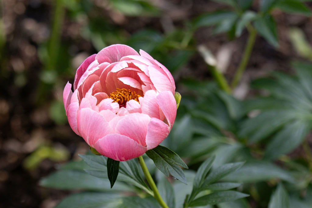 The Peony Story Root Gift | Coral Charm 3/5 Eye Peony Root