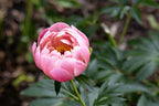 The Peony Story Root Gift | Coral Charm 3/5 Eye Peony Root