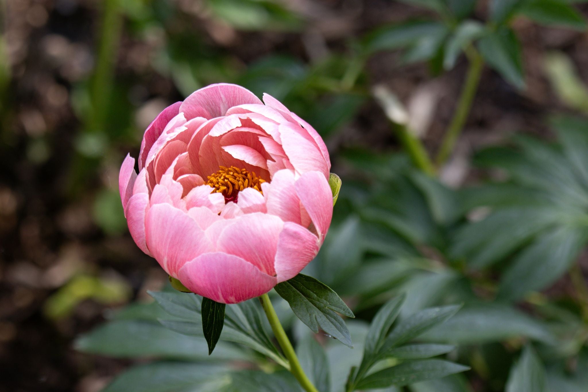 The Peony Story Root Gift | Coral Charm 3/5 Eye Peony Root