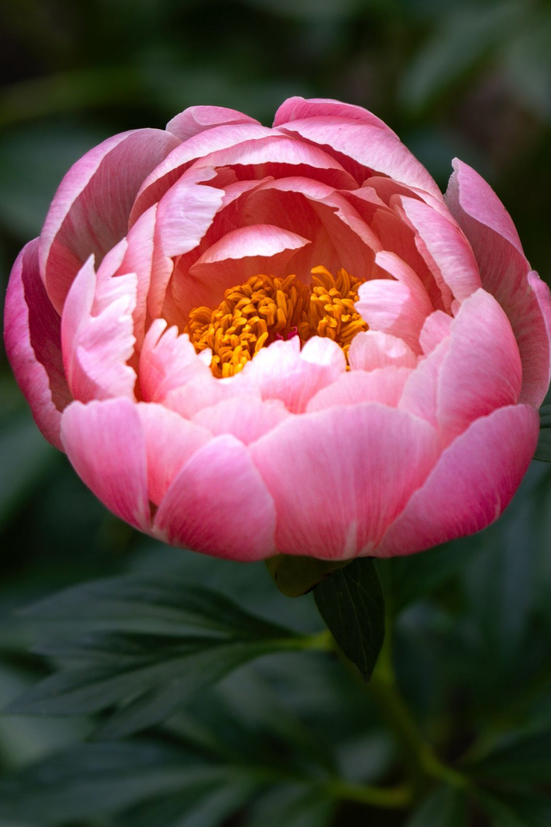 Close-up of a pink peony flower with a blurred green background
