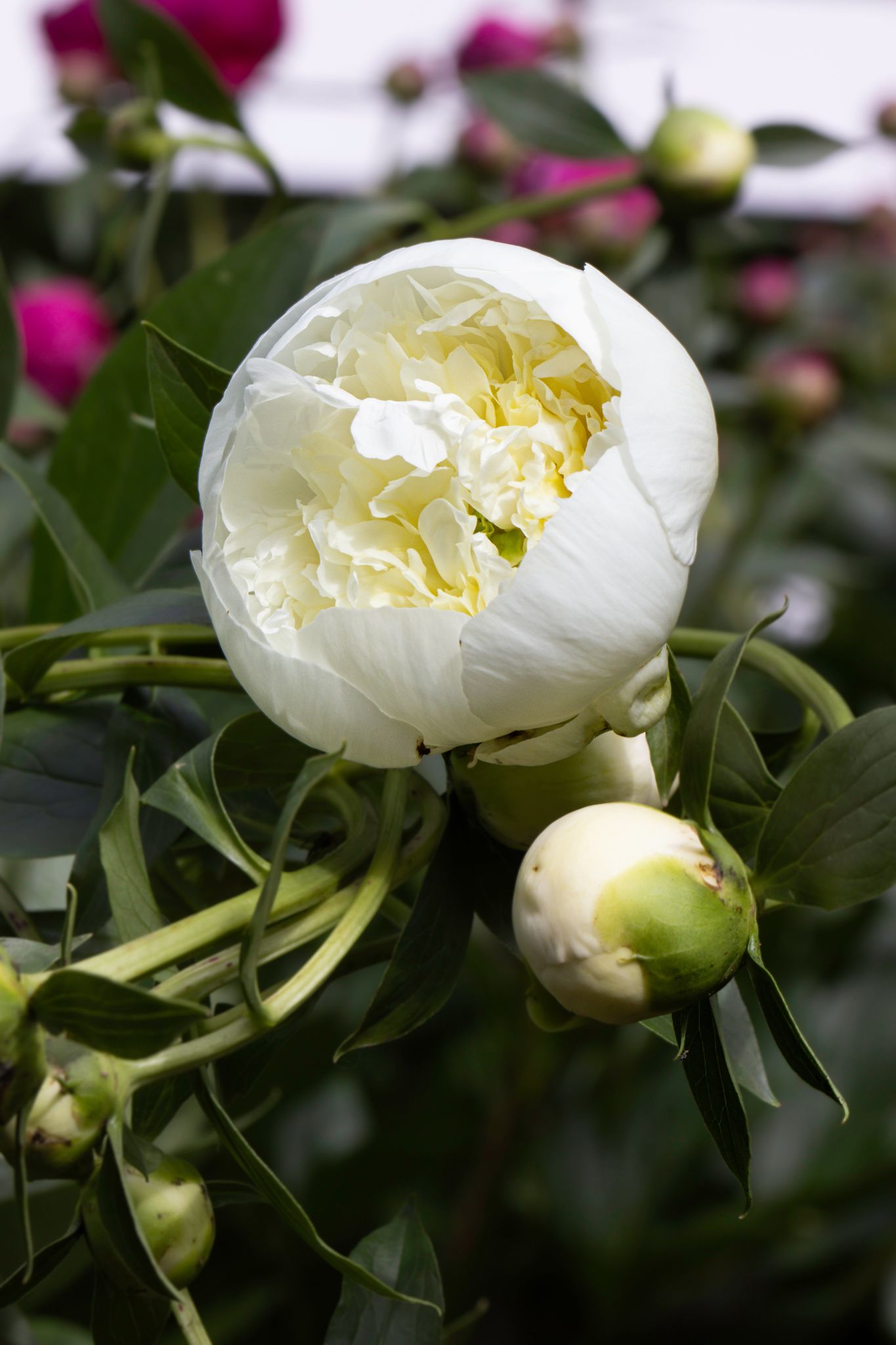 The 1,000 Peonies Proposal Collection | 3 Peony Root Set