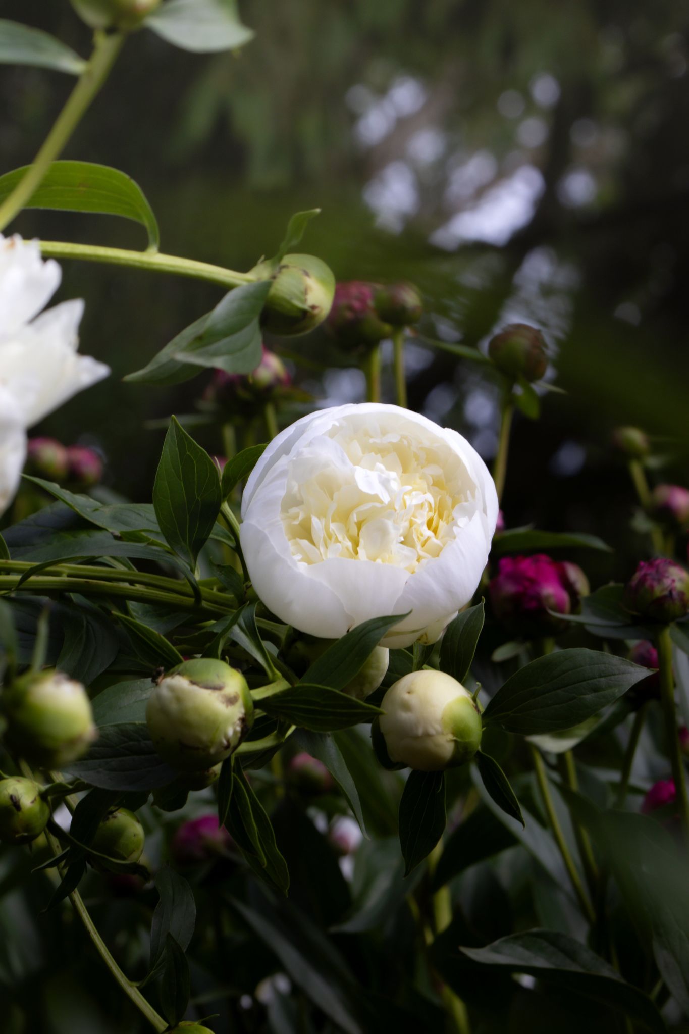 The Peony Story Root Gift | Duchesse De Nemours 3/5 Peony Root