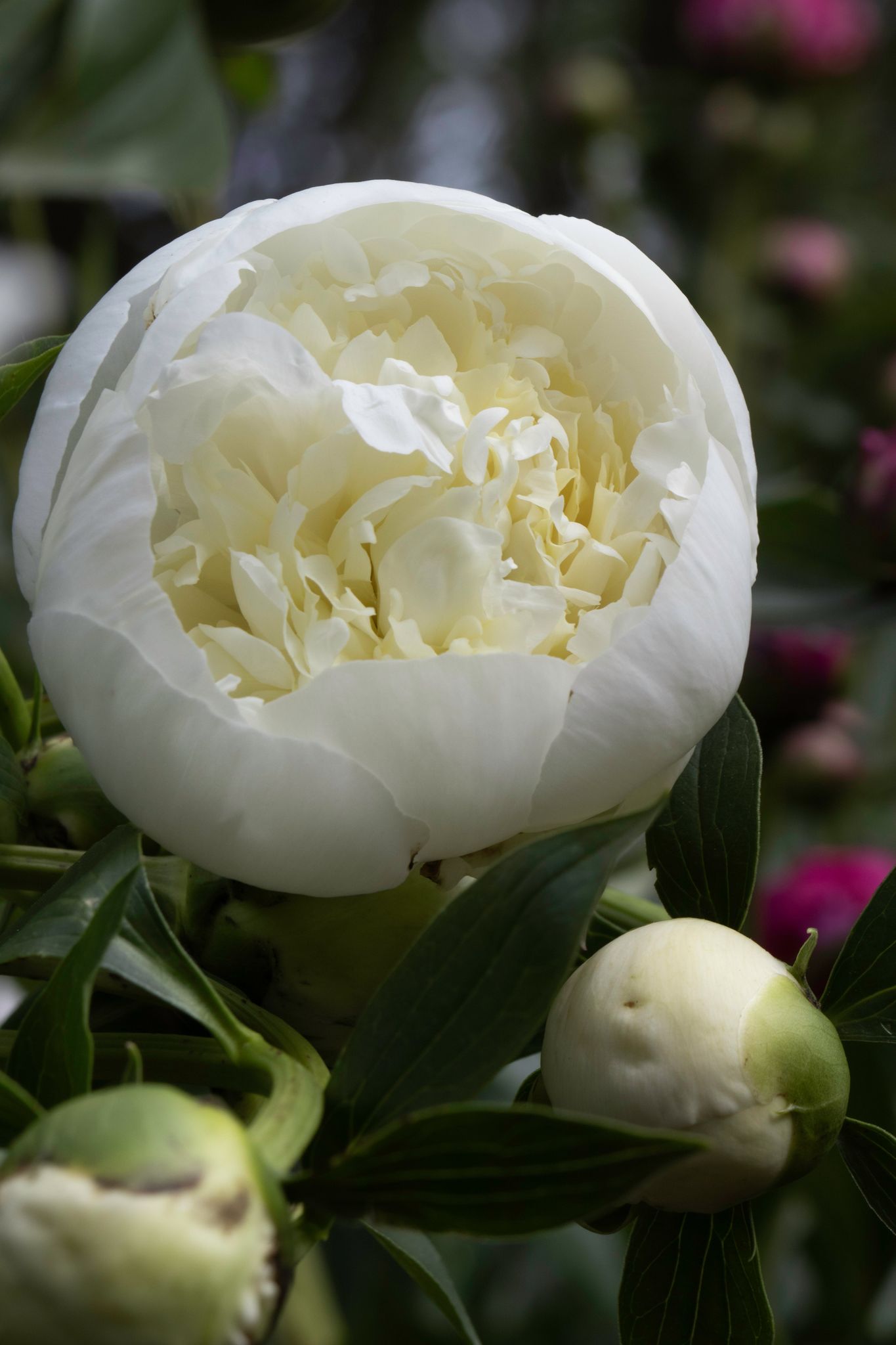 The Peony Story Root Gift | The 1000 Peonies Proposal Gift