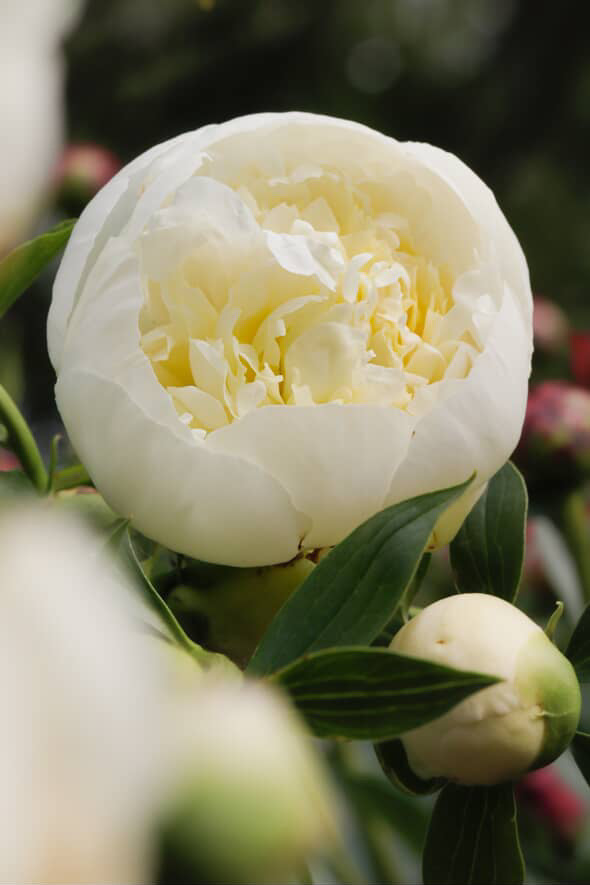 Close up of Duchesse De Nemours peony bloom at Adoration Peony Garden.