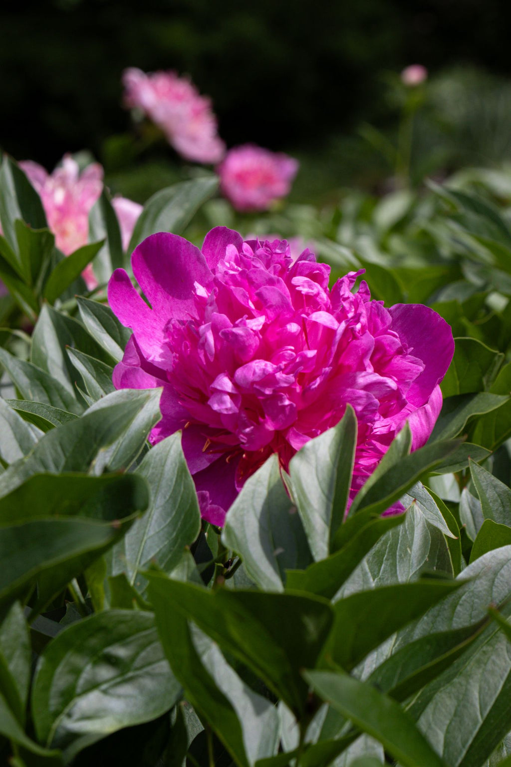 The Peony Story Root Gift | Easy Lavender Rare 3/5 Eye Peony Root