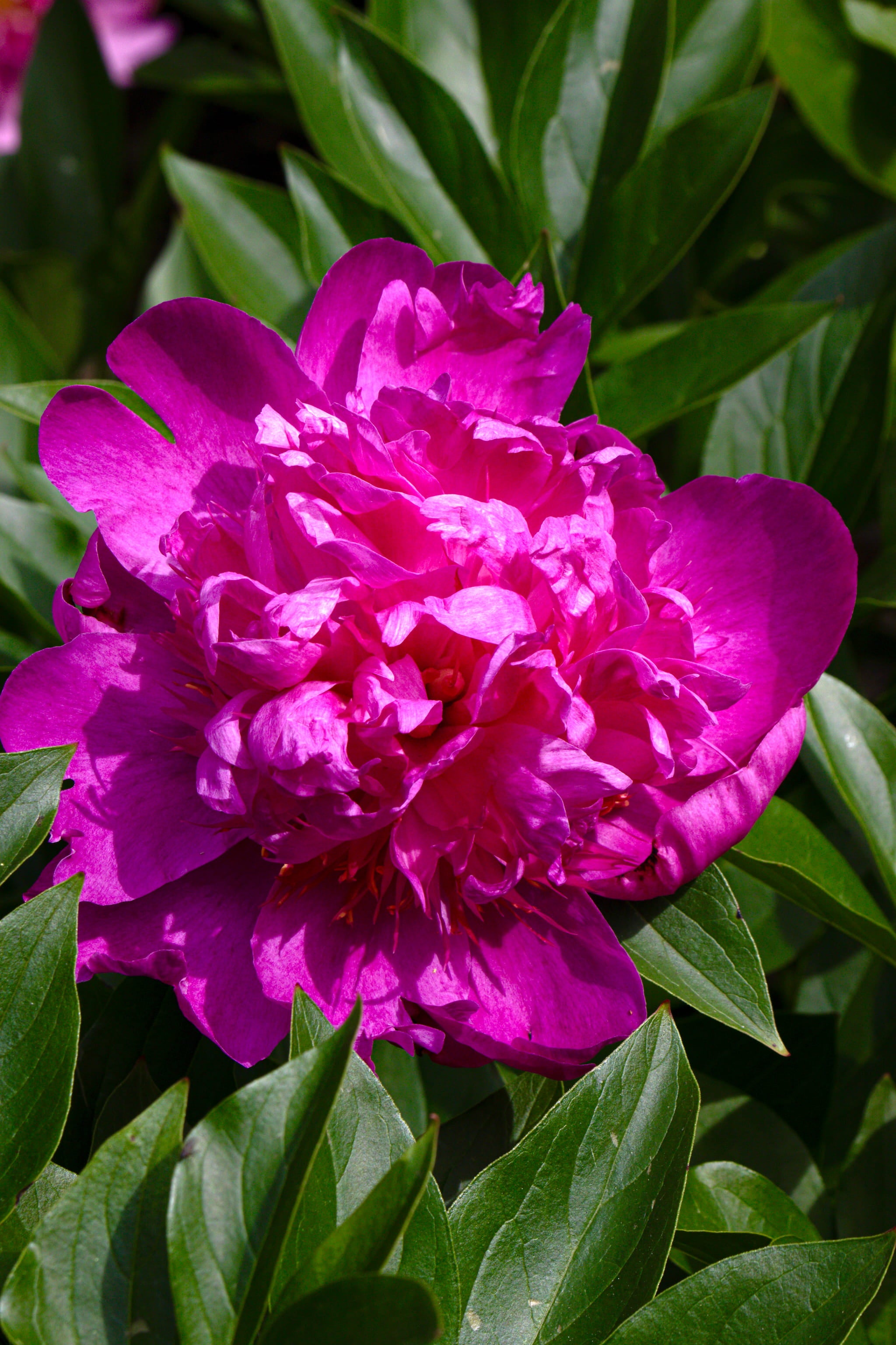 Easy Lavender Peony Bloom on plant in Adoration Peony Garden