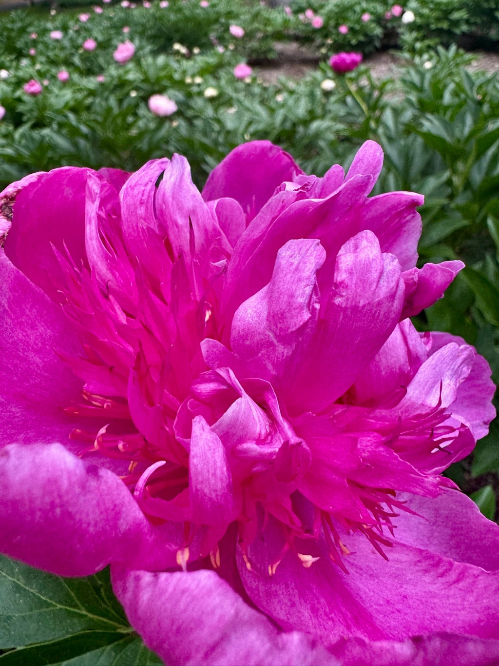 Easy Lavender peony bloom surrounded by green plants n Adoration Peony Garden