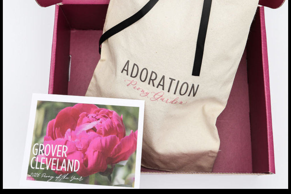 The Peony of the Year | Grover Cleveland One 3/5 Eye Peony Root