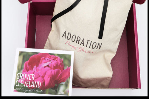 The Peony of the Year | Grover Cleveland One 3/5 Eye Peony Root