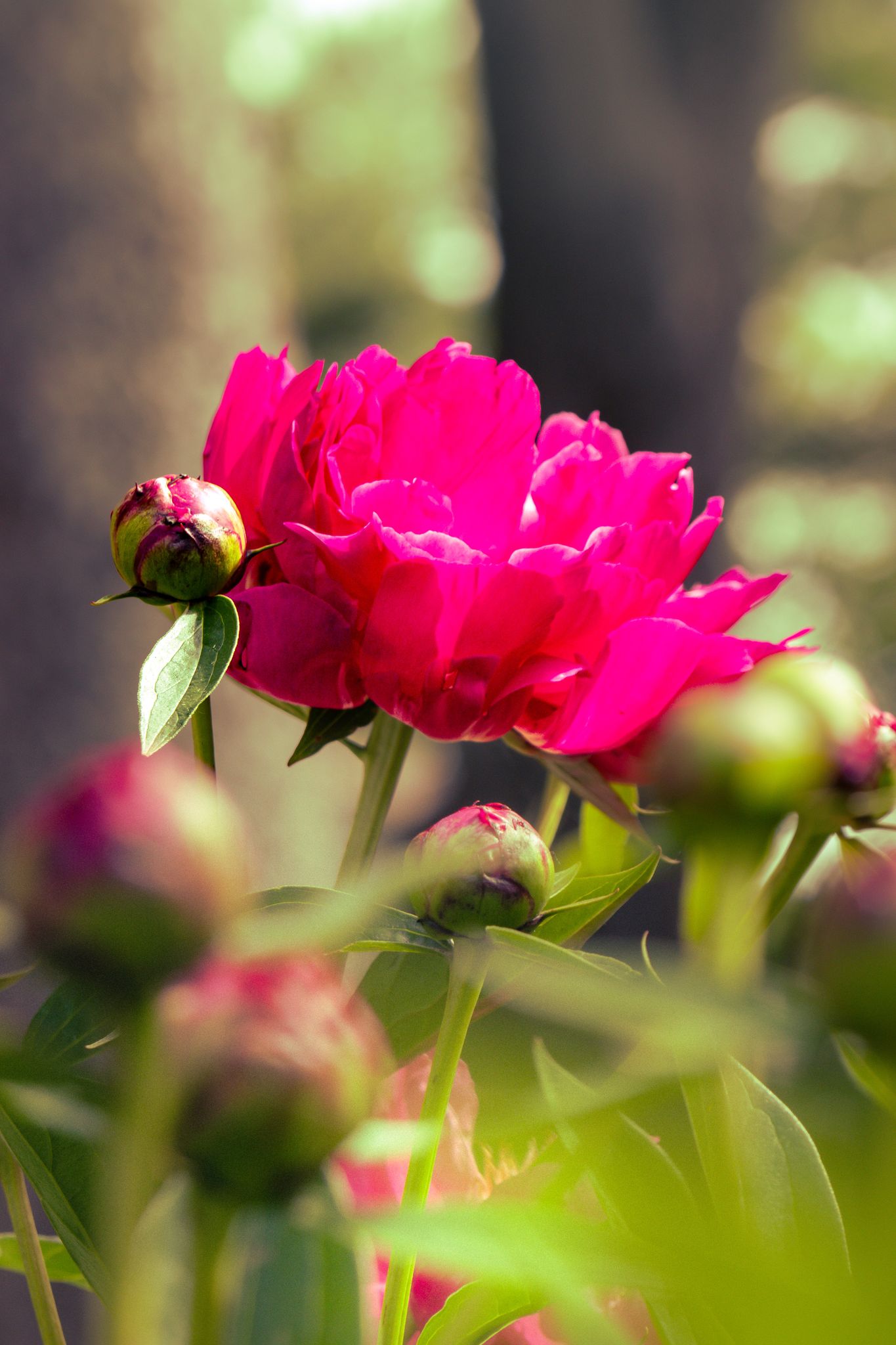 The Peony of the Year | Grover Cleveland One 3/5 Eye Peony Root