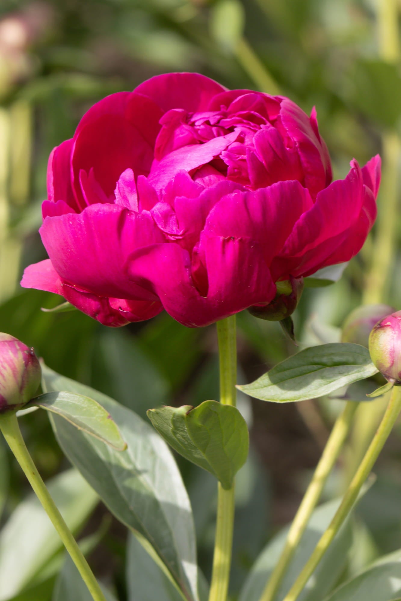 Close-up of a vibrant pink peony flower with green leaves.