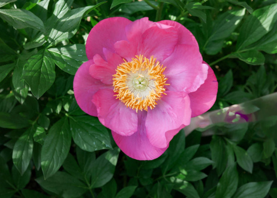 The Peony Story Root Gift | Honor 3/5 Eye Peony Root