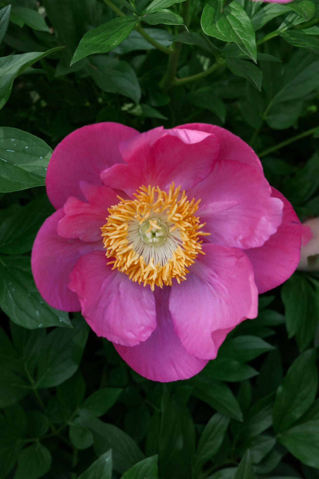 The Peony Story Root Gift | Honor 3/5 Eye Peony Root