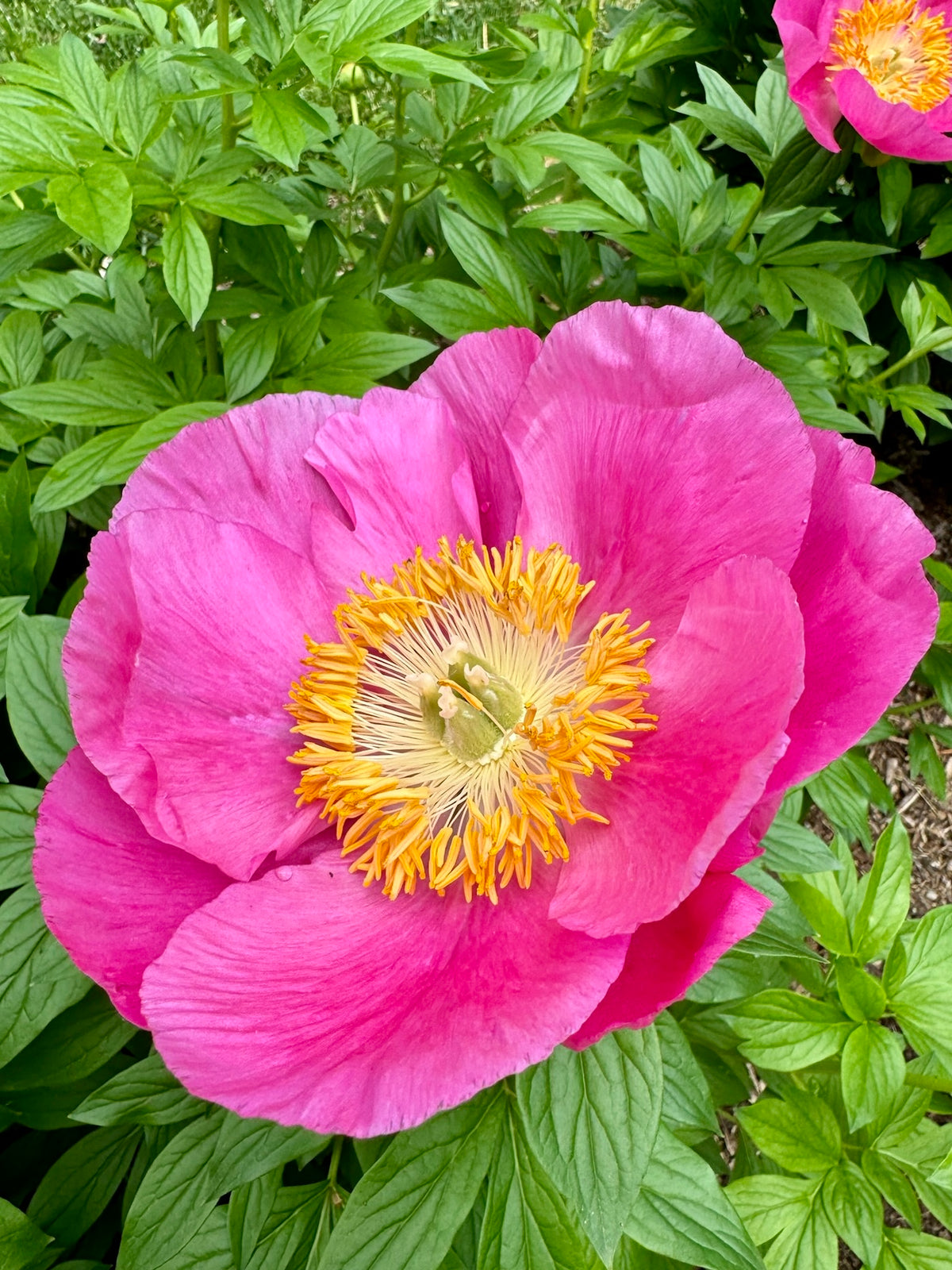 Honor peony in bloom, bright pink petals with a golden center, at Adoration Peony Garden