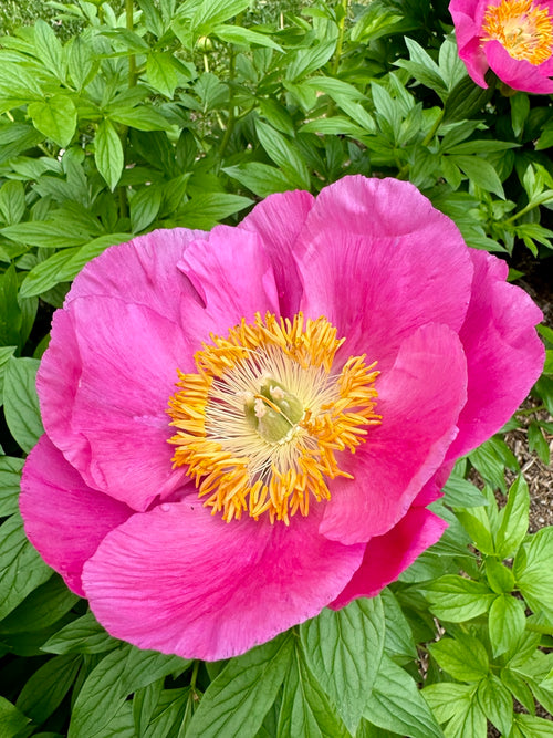 Honor | Premium Peony Root