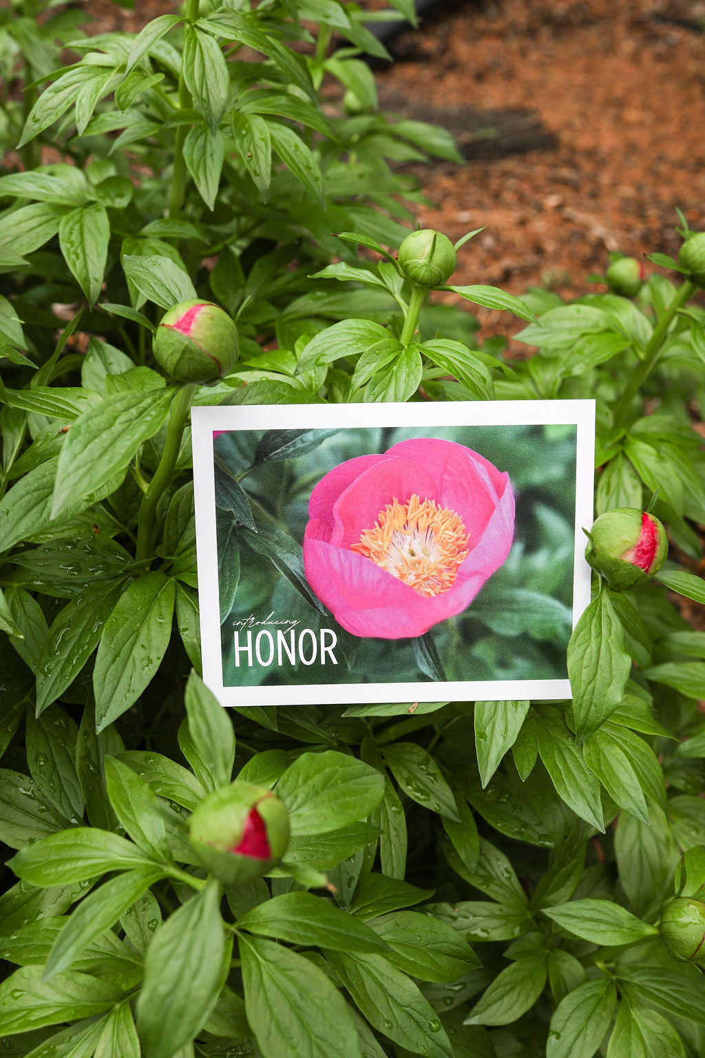 The Peony Story Root Gift | Honor 3/5 Eye Peony Root