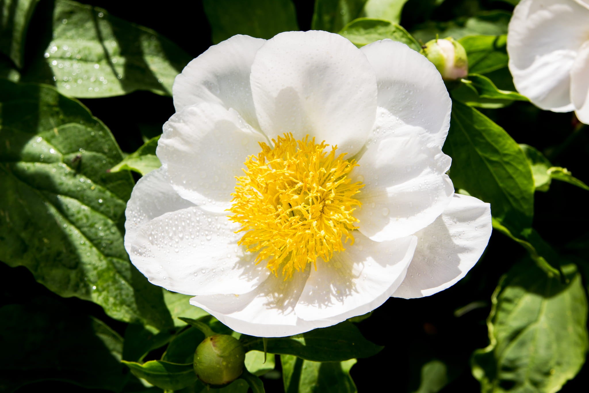 white peony bloom with yellow center in Adoration Peony Garden