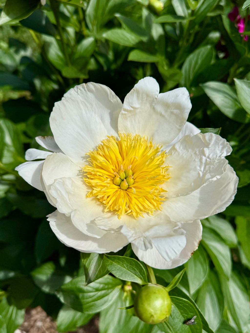 Jan Van Leeuwen peony in bloom, pure white petals with a golden center, at Adoration Peony Garden