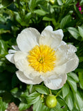 Jan Van Leeuwen peony in bloom, pure white petals with a golden center, at Adoration Peony Garden