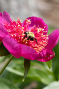 Leslie Peck peony