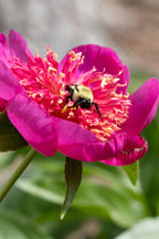 The Peony Story Root Gift | Leslie Peck 3/5 Eye Peony Root