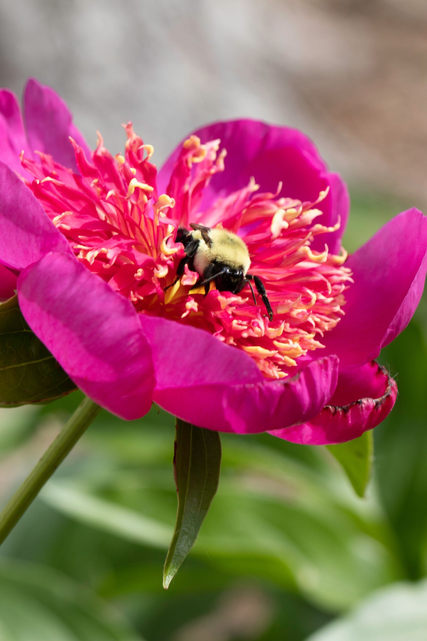 The Peony Story Root Gift | Leslie Peck 3/5 Eye Peony Root