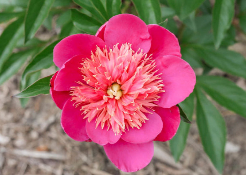 The Unexpected Peony Collection | 3 Peony Root Set