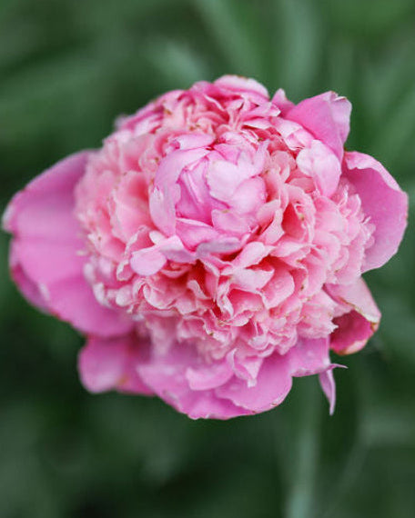Close-up of a pink peony flower with a blurred green background