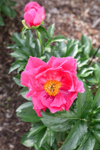The Peony Story Root Gift | Paula Fay 3/5 Eye Peony Root