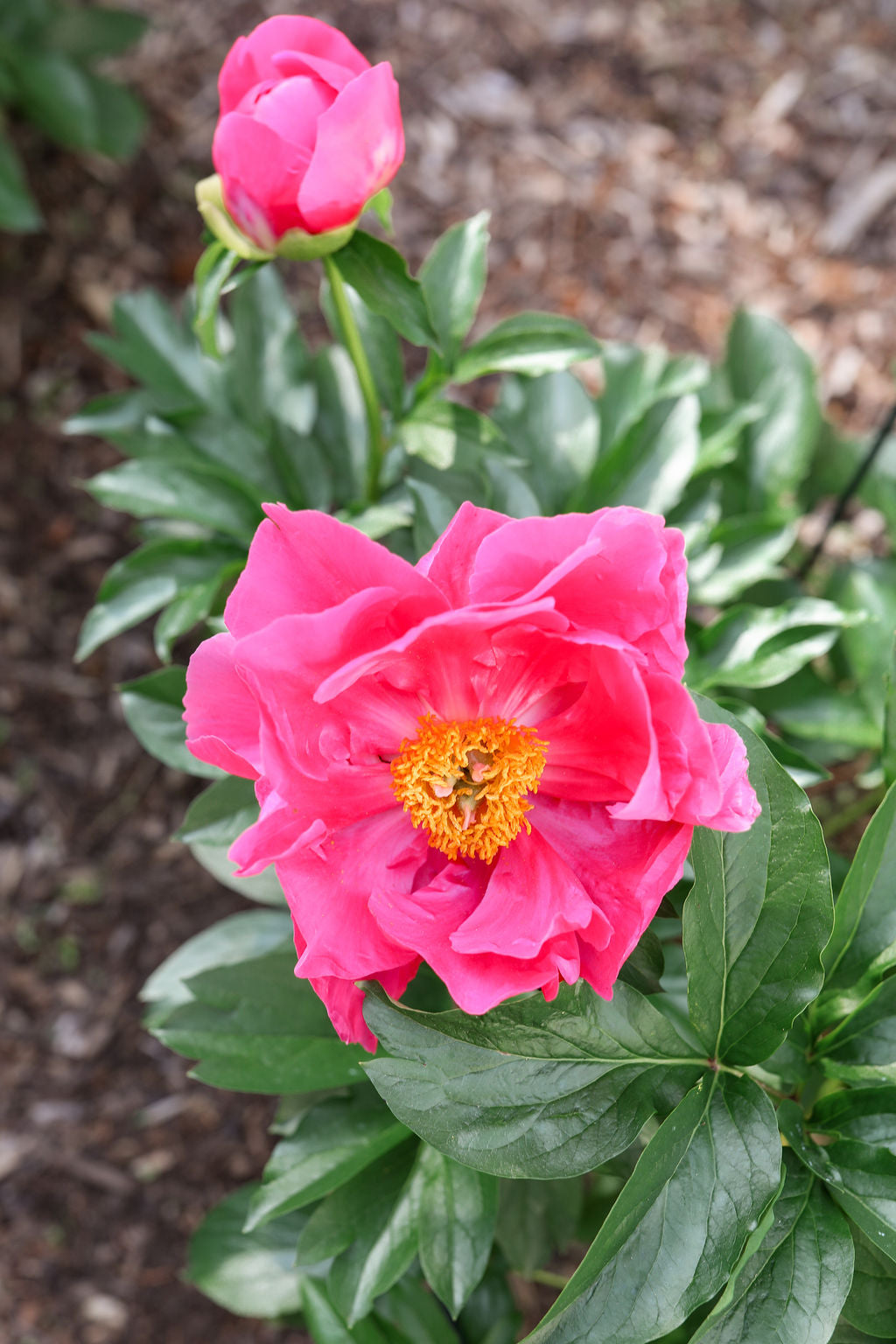The Peony Story Root Gift | Paula Fay 3/5 Eye Peony Root