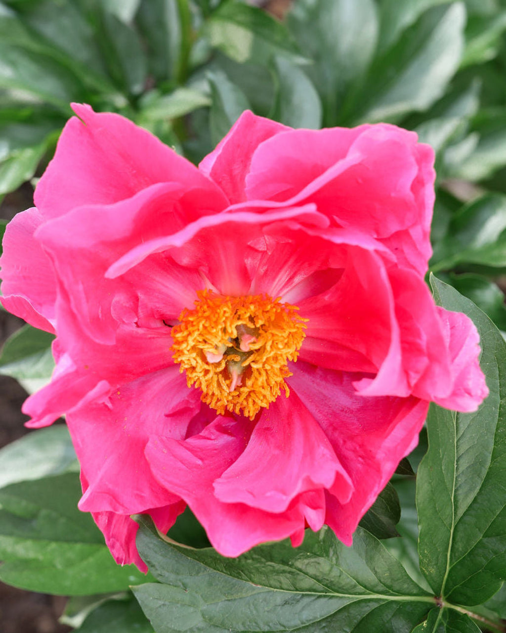 Hot Pink Peony Bloom in Garden