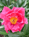 Hot Pink Peony Bloom in Garden