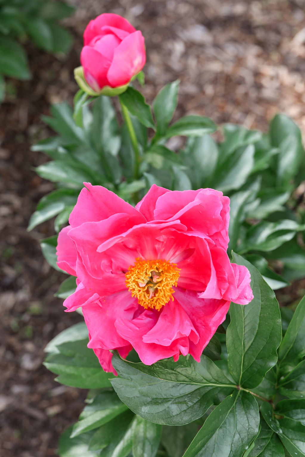 pink peony flower on green plant