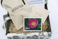 The Peony Story Keepsake Root | Honor