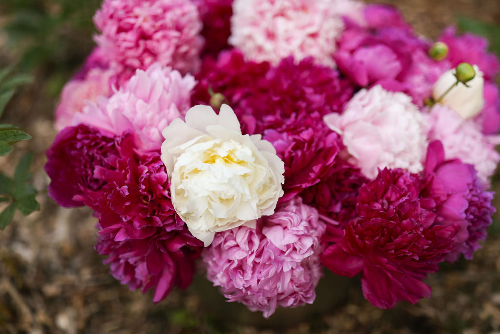 basket full of white and pink peonies.