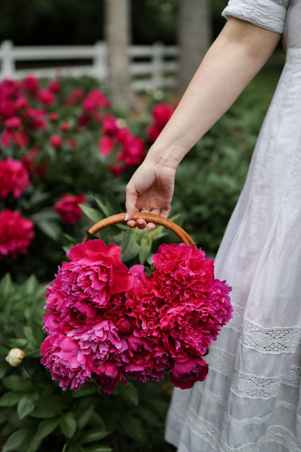 The Peony of the Year | Grover Cleveland 1 Peony Root